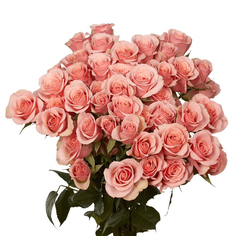 pink-spray-roses-globalrose.png